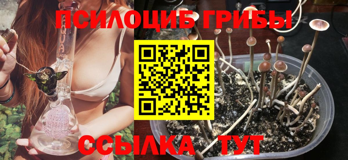 Галлюциногенные грибы Psilocybe Ростов Великий